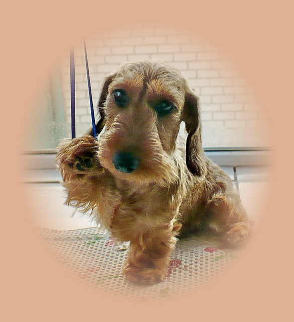 ТАКСА КРОЛИЧЬЯ/МИНИ жесткошерстная / Dachshund kaninchen/miniature wire